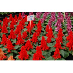 Seminte SALVIA splendens Reddy Bright Red