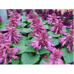Seminte SALVIA splendens Reddy Lavender