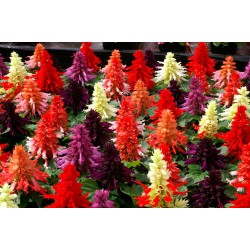 Seminte SALVIA splendens Reddy Mix full