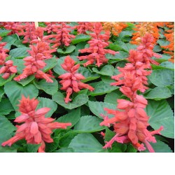 Seminte SALVIA splendens Reddy Pink