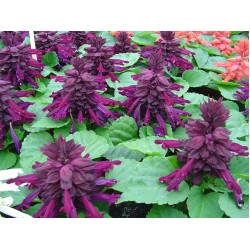 Seminte SALVIA splendens Reddy Purple