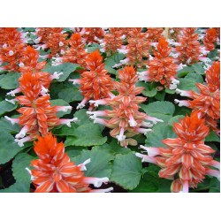 Seminte SALVIA splendens Reddy Scarlet Bicolour