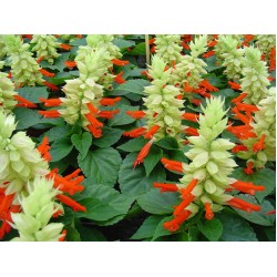 Seminte SALVIA splendens Reddy White Surprise