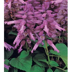 Seminte SALVIA splendens VISTA Lavender