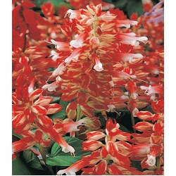Seminte SALVIA splendens VISTA Red White