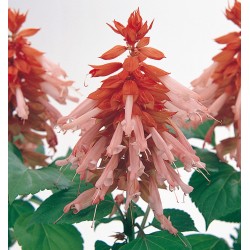 Seminte SALVIA splendens VISTA Salmon