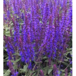 Seminte SALVIA superba QUEEN Dwarf Blue