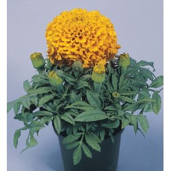 Seminte TAGETES erecta DISCOVERY F1 Orange - Craite