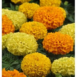 Seminte TAGETES erecta TAISHAN F1 Mix - Craite