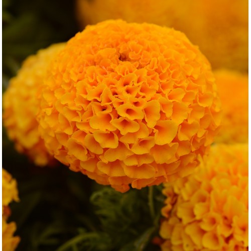 Seminte TAGETES erecta TAISHAN F1 Orange - Craite
