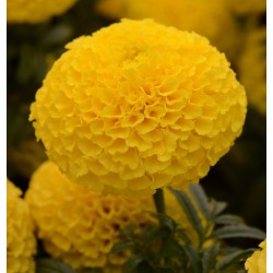 Seminte TAGETES erecta TAISHAN F1 Yellow - Craite