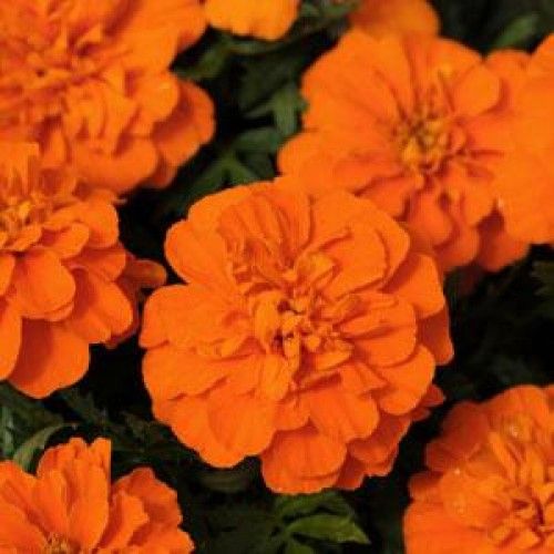 Seminte TAGETES patula BONANZA Orange Deep - Craite pitice