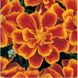 Seminte TAGETES patula DURANGO Flame - Craite pitice
