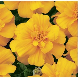 Seminte TAGETES patula DURANGO Gold - Craite pitice