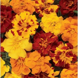Seminte TAGETES patula DURANGO Mix Outback - Craite pitice