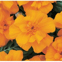 Seminte TAGETES patula DURANGO Orange - Craite pitice