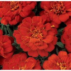 Seminte TAGETES patula DURANGO Red - Craite pitice