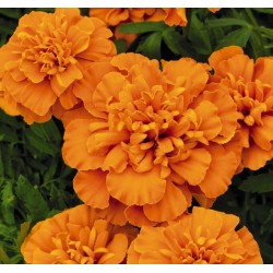 Seminte TAGETES patula SUPER HERO Deep Orange - Craite pitice