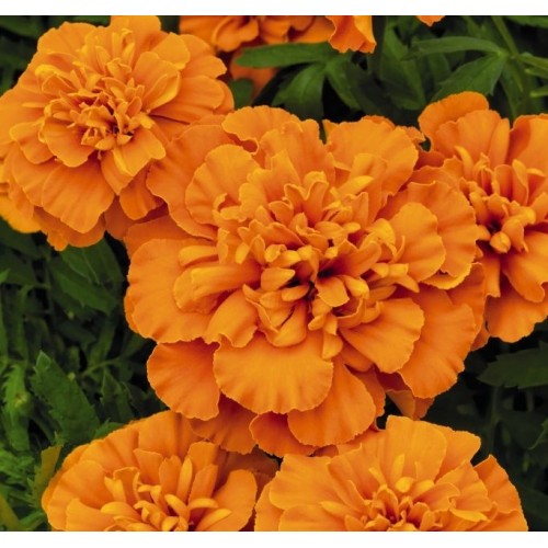 Seminte TAGETES patula SUPER HERO Deep Orange - Craite pitice