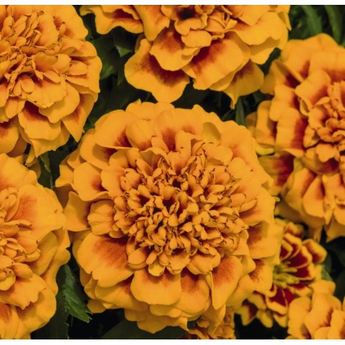 Seminte TAGETES patula SUPER HERO Orange Bee - Craite pitice