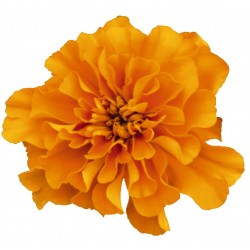 Seminte TAGETES patula SUPER HERO Orange - Craite pitice