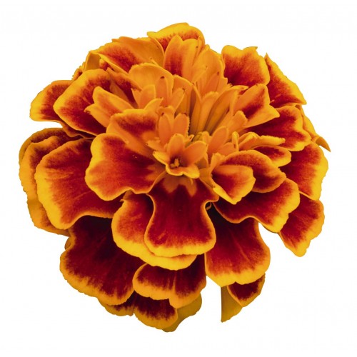 Seminte TAGETES patula SUPER HERO Orange Flame - Craite pitice