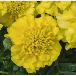 Seminte TAGETES patula SUPER HERO Deep Yellow - Craite pitice