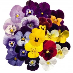 Seminte VIOLA cornuta ADMIRE F1 Maxi Mix - Panselute multiflore