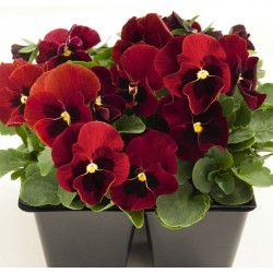Seminte VIOLA cornuta ADMIRE F1 Red Blotch - Panselute multiflore