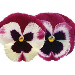 Seminte VIOLA wittrockiana MATRIX F1 Rose Wing - Panselute