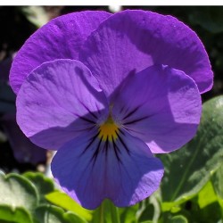 Seminte VIOLA wittrockiana PANOLA F1 Blue True - Panselute