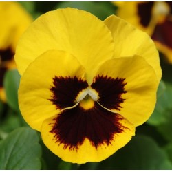 Seminte VIOLA wittrockiana PANOLA F1 Yellow Blotch - Panselute