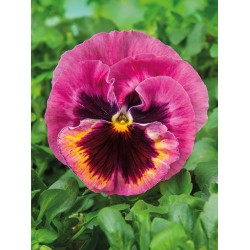 Seminte VIOLA wittrockiana Xtrada F1 Pink Shades Blotched - Panselute