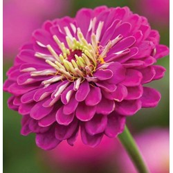 Seminte ZINNIA elegans BENARY'S GIANT Purple - Carciumarese