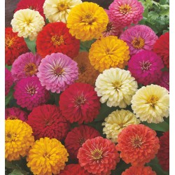 Seminte ZINNIA elegans DREAMLAND Mix - Carciumarese pitice