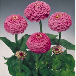 Seminte ZINNIA elegans OKLAHOMA Carmine - Carciumarese