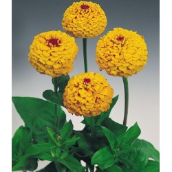 Seminte ZINNIA elegans OKLAHOMA Golden Yellow - Carciumarese