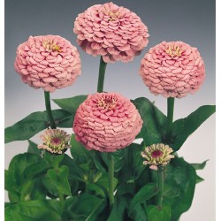 Seminte ZINNIA elegans OKLAHOMA Pink - Carciumarese