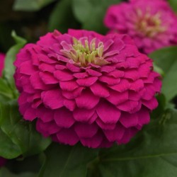 Seminte ZINNIA elegans Zesty Fuchsia - Carciumarese pitice