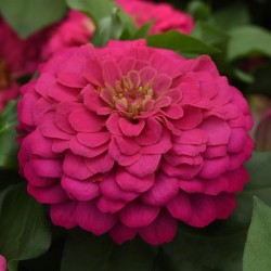 Seminte ZINNIA elegans Zesty Pink - Carciumarese pitice