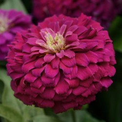 Seminte ZINNIA elegans Zesty Purple - Carciumarese pitice