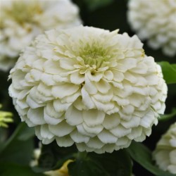 Seminte ZINNIA elegans Zesty White - Carciumarese pitice