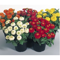 Seminte ZINNIA elegans ZINNITA Mix - Carciumarese pitice