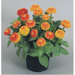 Seminte ZINNIA elegans ZINNITA Orange - Carciumarese pitice