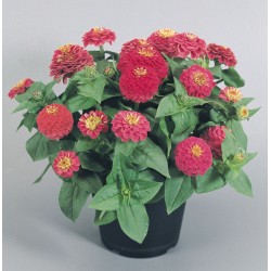 Seminte ZINNIA elegans ZINNITA Rose - Carciumarese pitice