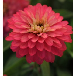 Seminte ZINNIA marylandica DOUBLE ZAHARA F1 Salmon - Carciumarese