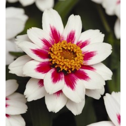 Seminte ZINNIA marylandica ZAHARA F1 Rose Starlight - Carciumarese