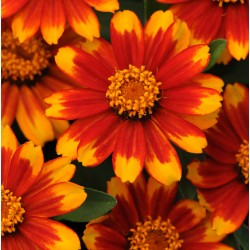 Seminte ZINNIA marylandica ZAHARA F1 Sunburst - Carciumarese