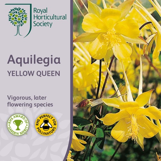 Seminte AQUILEGIA chrysantha- Yellow Queen -Caldaruse