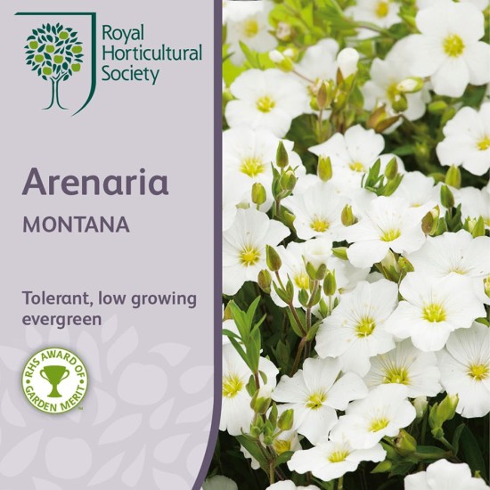 Seminte ARENARIA montana -Studenita Seminte ARENARIA montana -Studenita